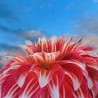 USA, Washington State, Seabeck. Red dahlia flower and blue sky. Art Print